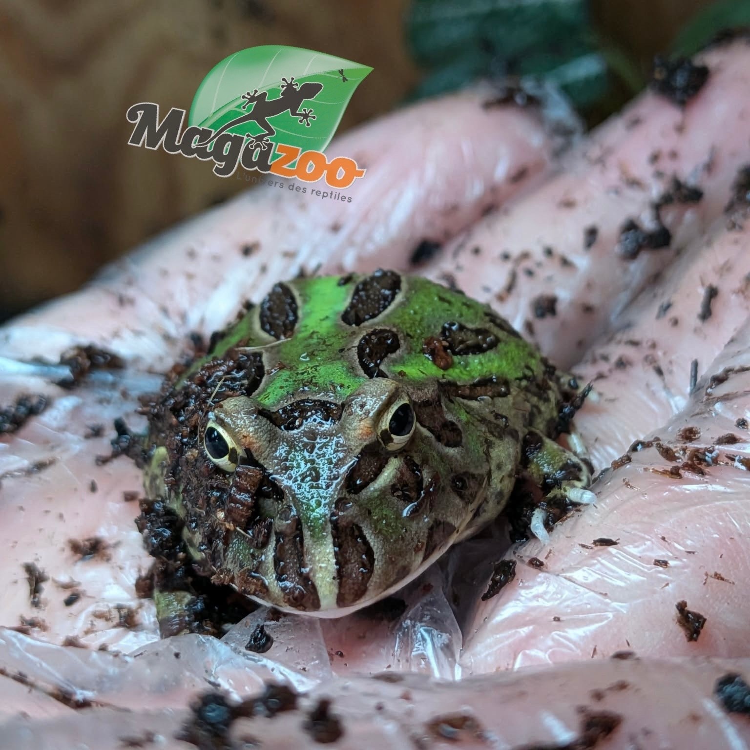 Magazoo Grenouille Cornue d'Argentine Verte (Pac Man)