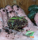 Magazoo Grenouille Cornue d'Argentine Verte (Pac Man)
