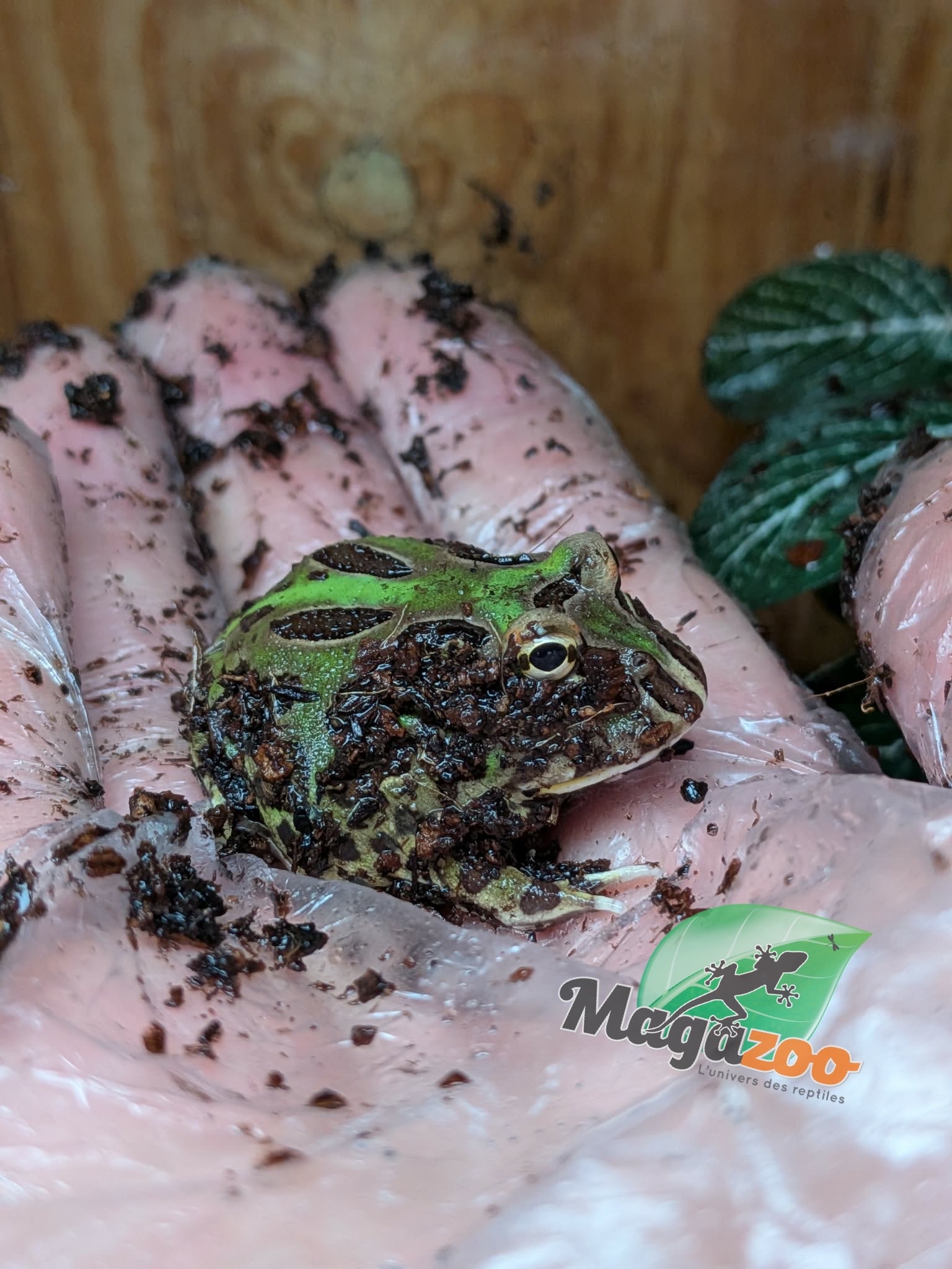 Magazoo Green horned frog (PacMan)