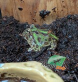 Magazoo Grenouille Cornue d'Argentine Verte (Pac Man)