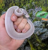 Magazoo Python royal Purple Passion (Mojave Phantom) Het. Lavender Albino (50% pos. het. Desert Ghost) #1