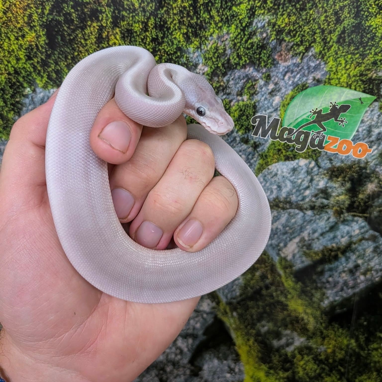 Magazoo Python royal Purple Passion (Mojave Phantom) Het. Lavender Albino (50% pos. het. Desert Ghost) #1