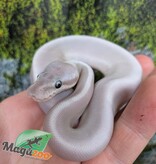 Magazoo Python royal Purple Passion (Mojave Phantom) Het. Lavender Albino (50% pos. het. Desert Ghost) #1