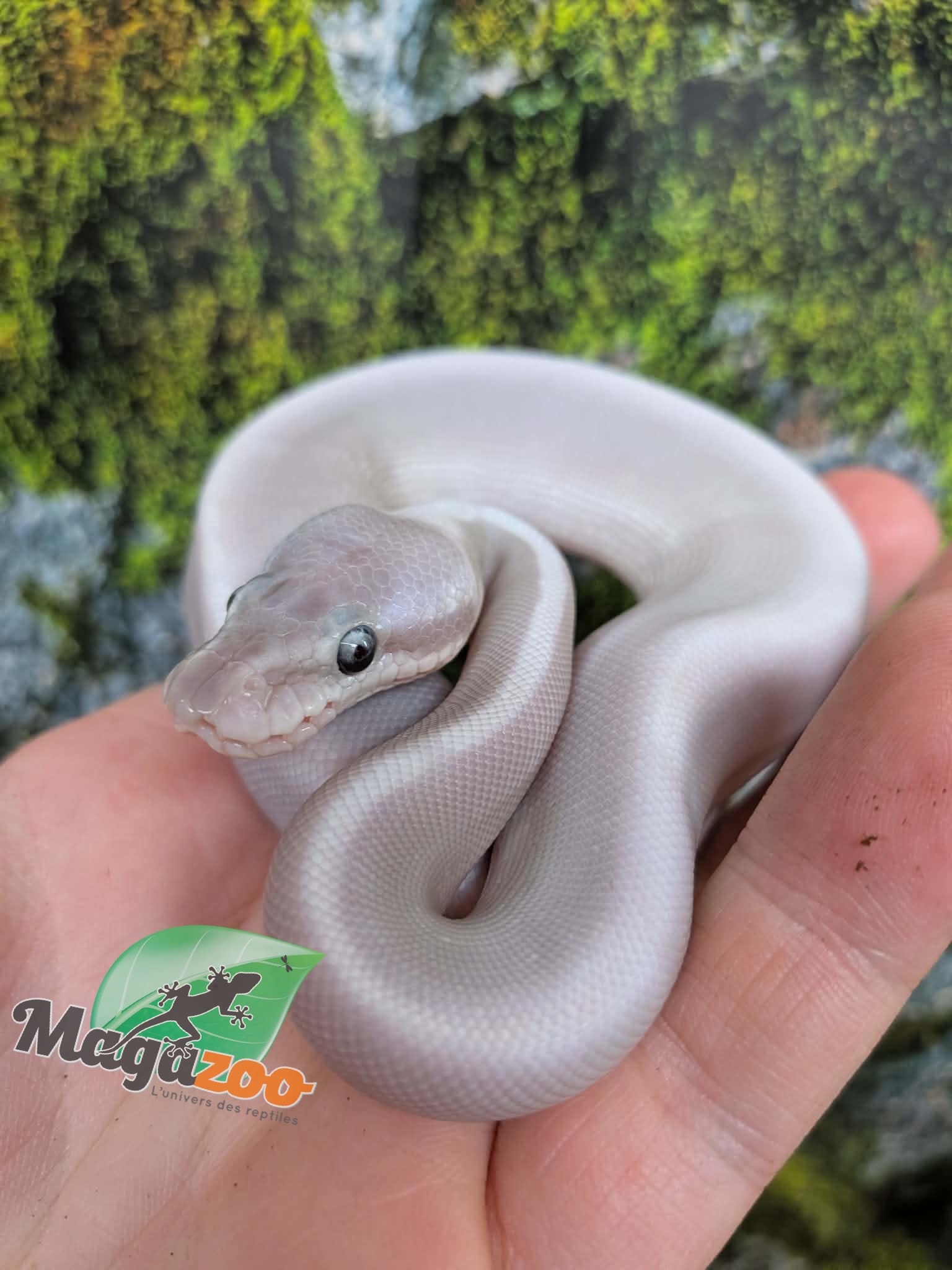 Magazoo Python royal Purple Passion (Mojave Phantom) Het. Lavender Albino (50% pos. het. Desert Ghost) #1