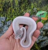 Magazoo Purple Passion (Mojave Phantom) Het. Lavender Albino (50% pos. het. Desert Ghost) Ball Python #1