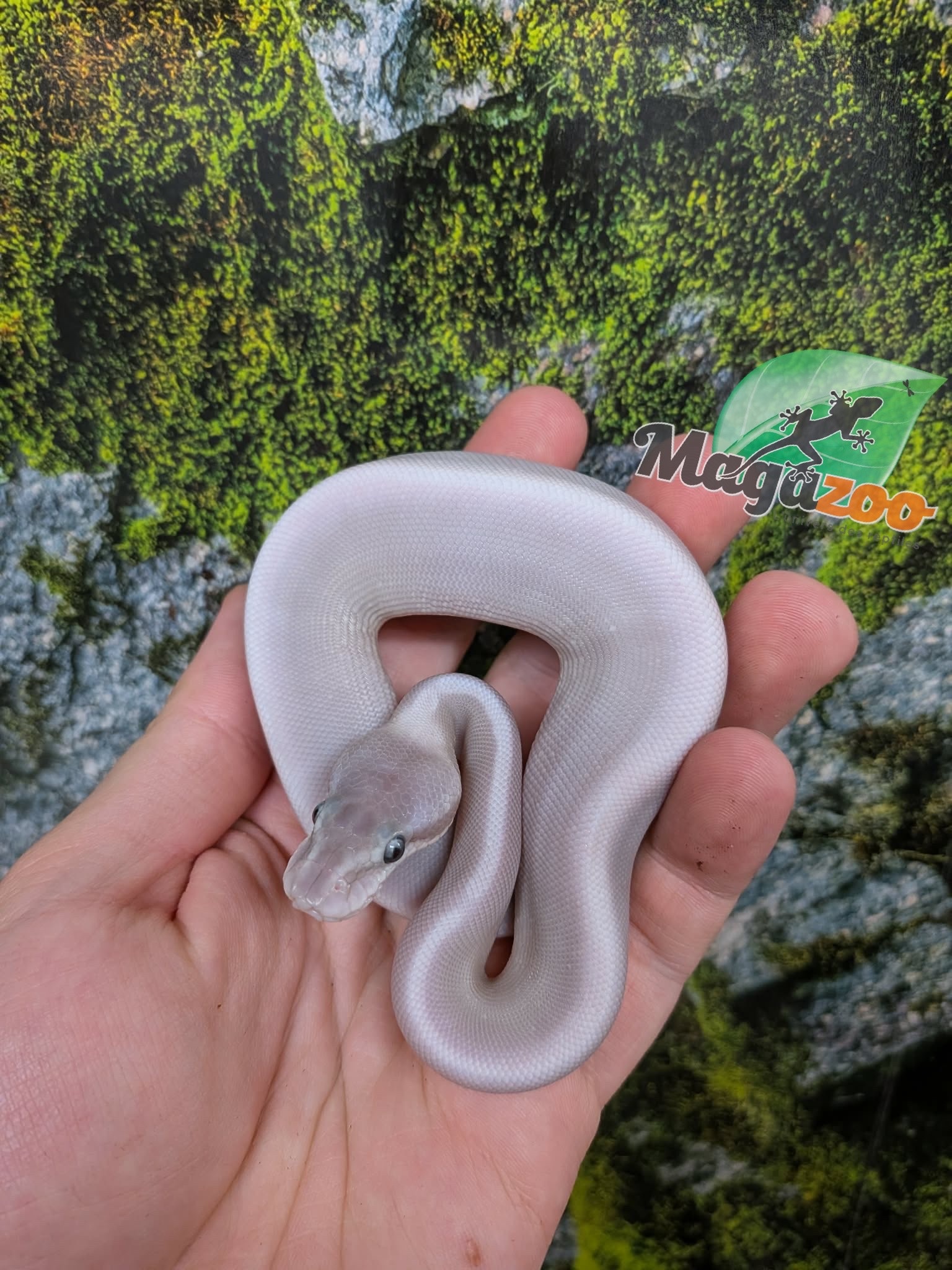 Magazoo Purple Passion (Mojave Phantom) Het. Lavender Albino (50% pos. het. Desert Ghost) Ball Python #1