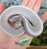Magazoo Purple Passion (Mojave Phantom) Het. Lavender Albino (50% pos. het. Desert Ghost) Ball Python #2