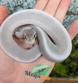 Magazoo Python royal Purple Passion (Mojave Phantom) Het. Lavender Albino (50% pos. het. Desert Ghost) #2