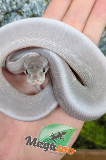 Magazoo Purple Passion (Mojave Phantom) Het. Lavender Albino (50% pos. het. Desert Ghost) Ball Python #2