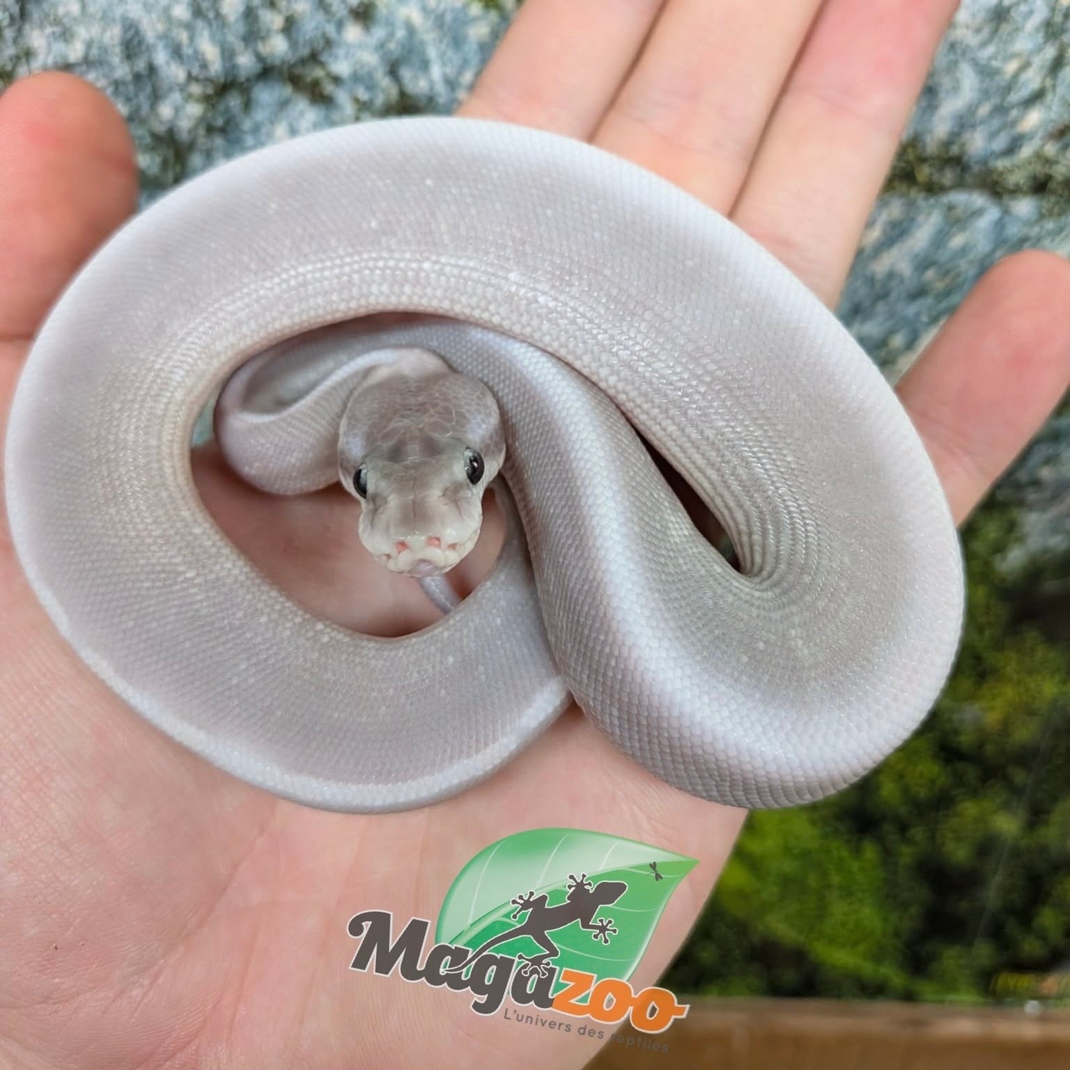 Magazoo Python royal Purple Passion (Mojave Phantom) Het. Lavender Albino (50% pos. het. Desert Ghost) #2