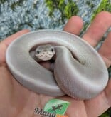 Magazoo Python royal Purple Passion (Mojave Phantom) Het. Lavender Albino (50% pos. het. Desert Ghost) #2