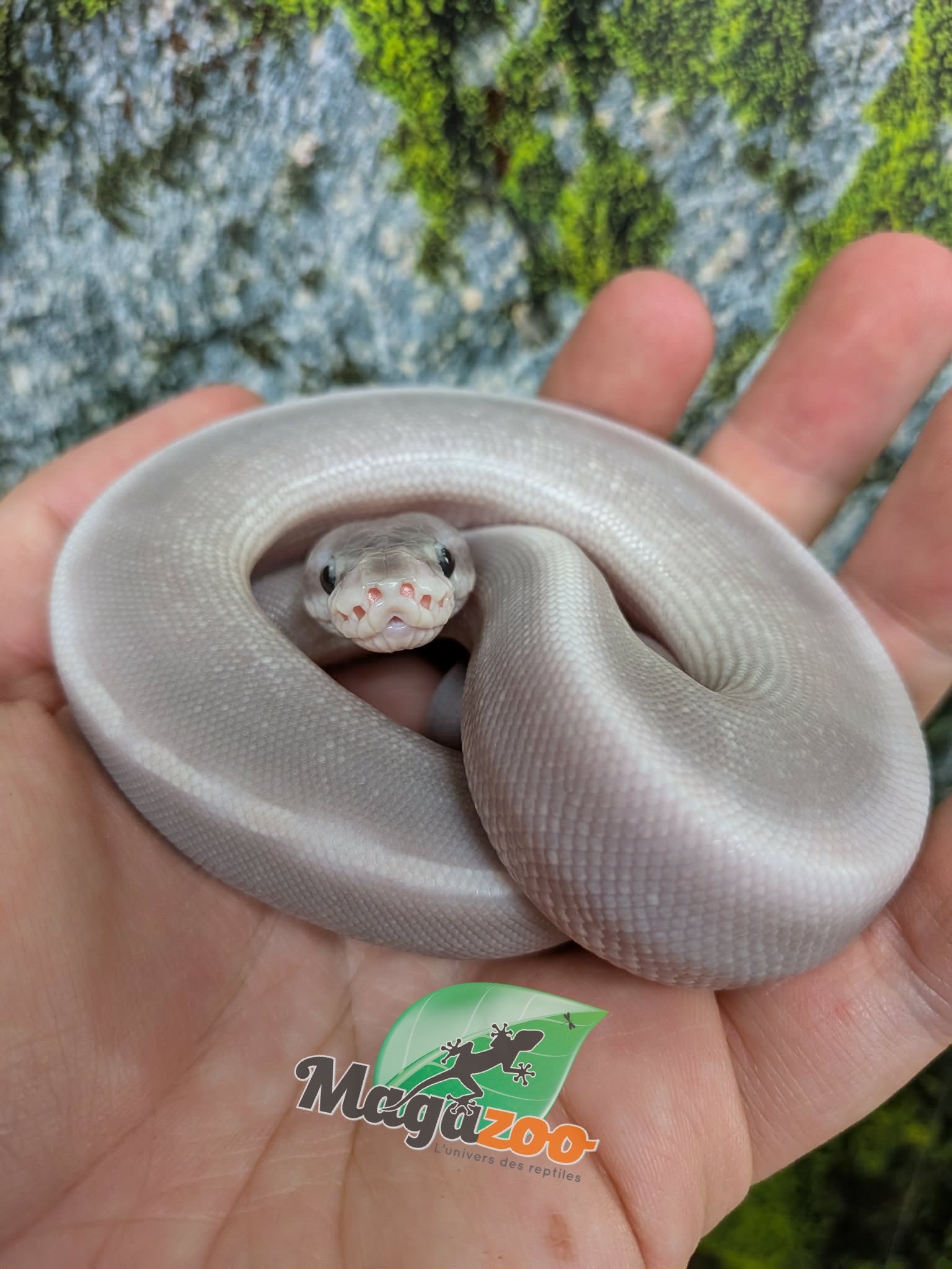 Magazoo Python royal Purple Passion (Mojave Phantom) Het. Lavender Albino (50% pos. het. Desert Ghost) #2