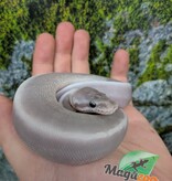 Magazoo Purple Passion (Mojave Phantom) Het. Lavender Albino (50% pos. het. Desert Ghost) Ball Python #2