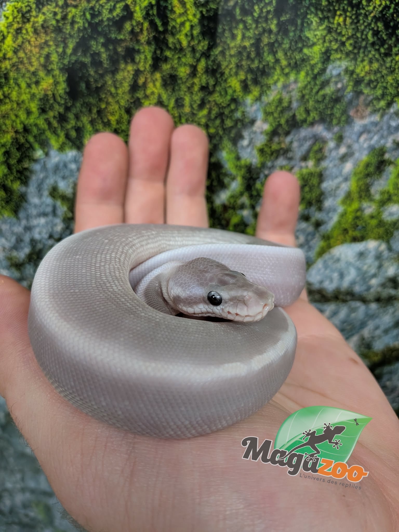 Magazoo Purple Passion (Mojave Phantom) Het. Lavender Albino (50% pos. het. Desert Ghost) Ball Python #2