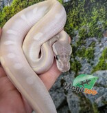 Magazoo Purple Passion (Mojave Phantom) Het. Lavender Albino (50% pos. het. Desert Ghost) Ball Python #3
