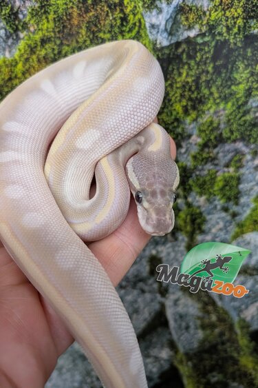 Magazoo Python royal Purple Passion (Mojave Phantom) GHI Het. Lavender Albino (50% pos. het. Desert Ghost) #3