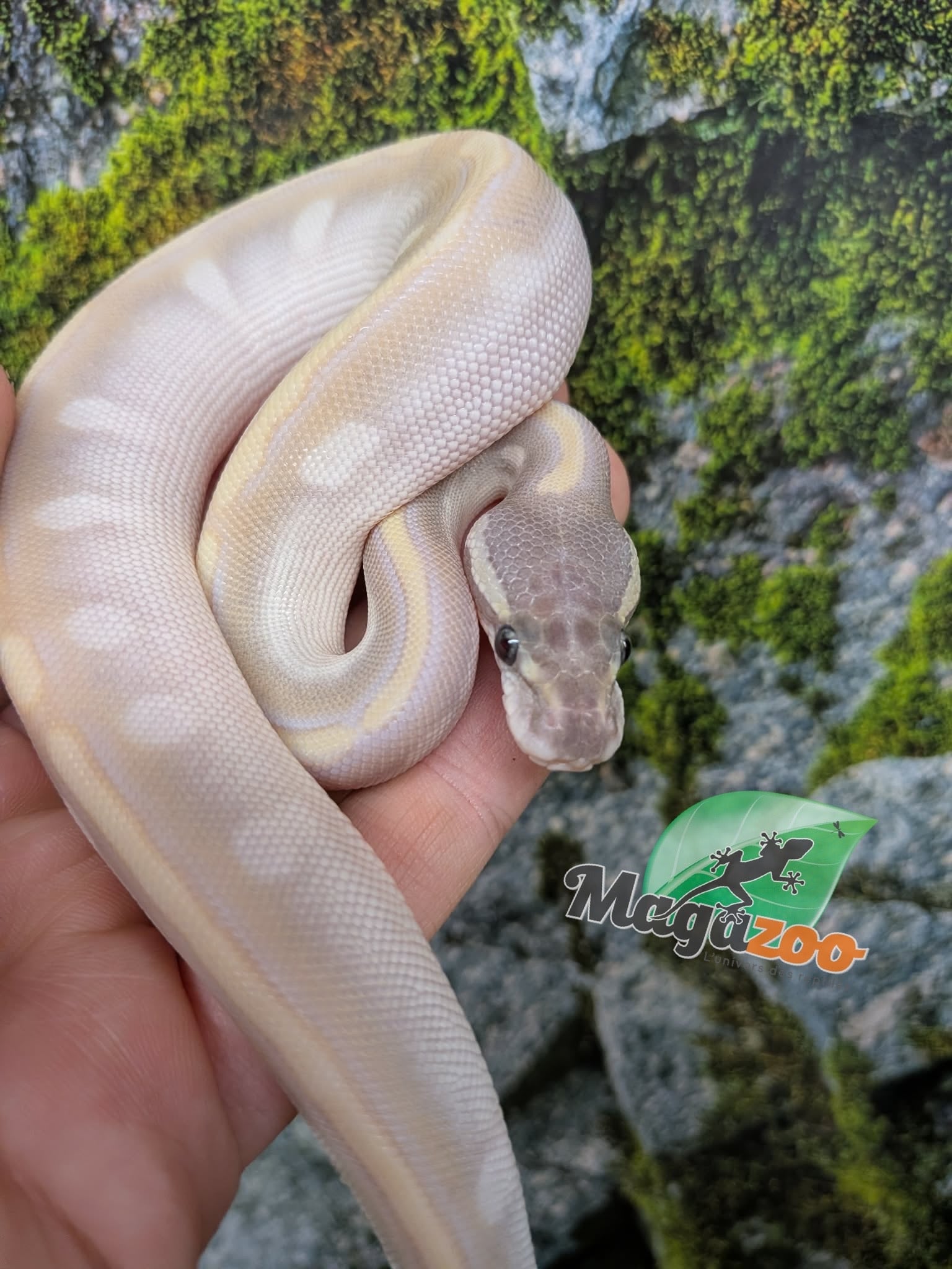 Magazoo Python royal Purple Passion (Mojave Phantom) GHI Het. Lavender Albino (50% pos. het. Desert Ghost) #3