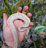 Magazoo Purple Passion (Mojave Phantom) Het. Lavender Albino (50% pos. het. Desert Ghost) Ball Python #3