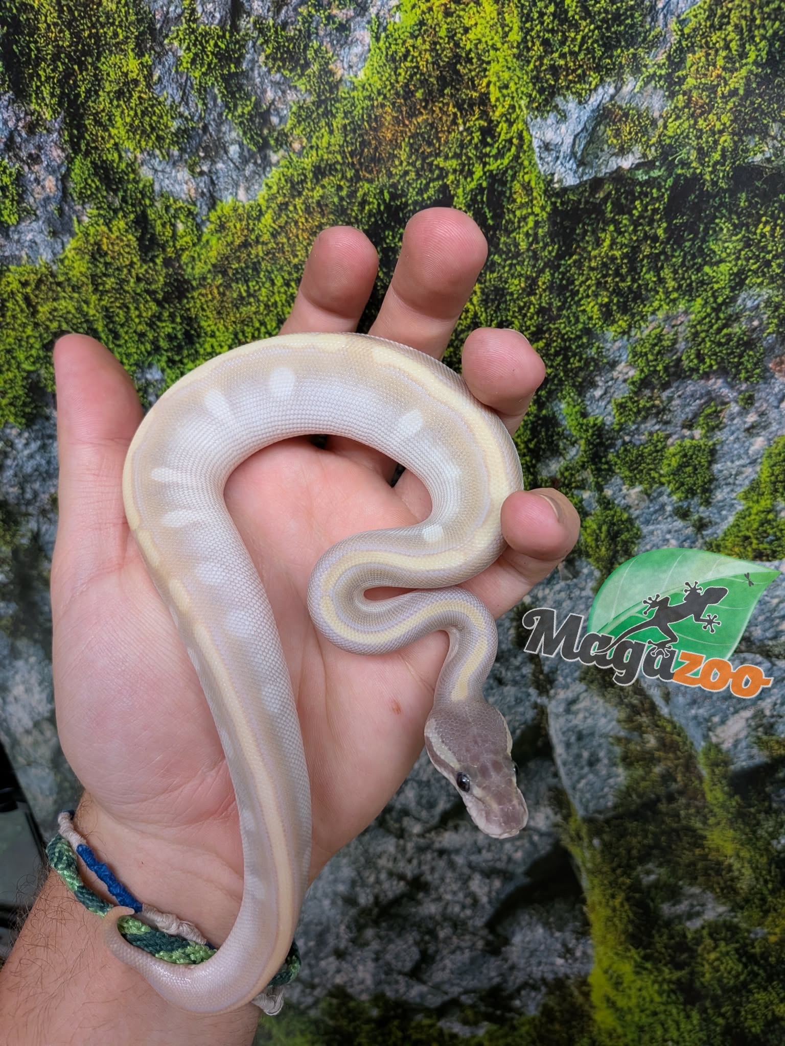 Magazoo Purple Passion (Mojave Phantom) Het. Lavender Albino (50% pos. het. Desert Ghost) Ball Python #3