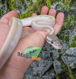 Magazoo Python royal Purple Passion (Mojave Phantom) GHI Het. Lavender Albino (50% pos. het. Desert Ghost) #3