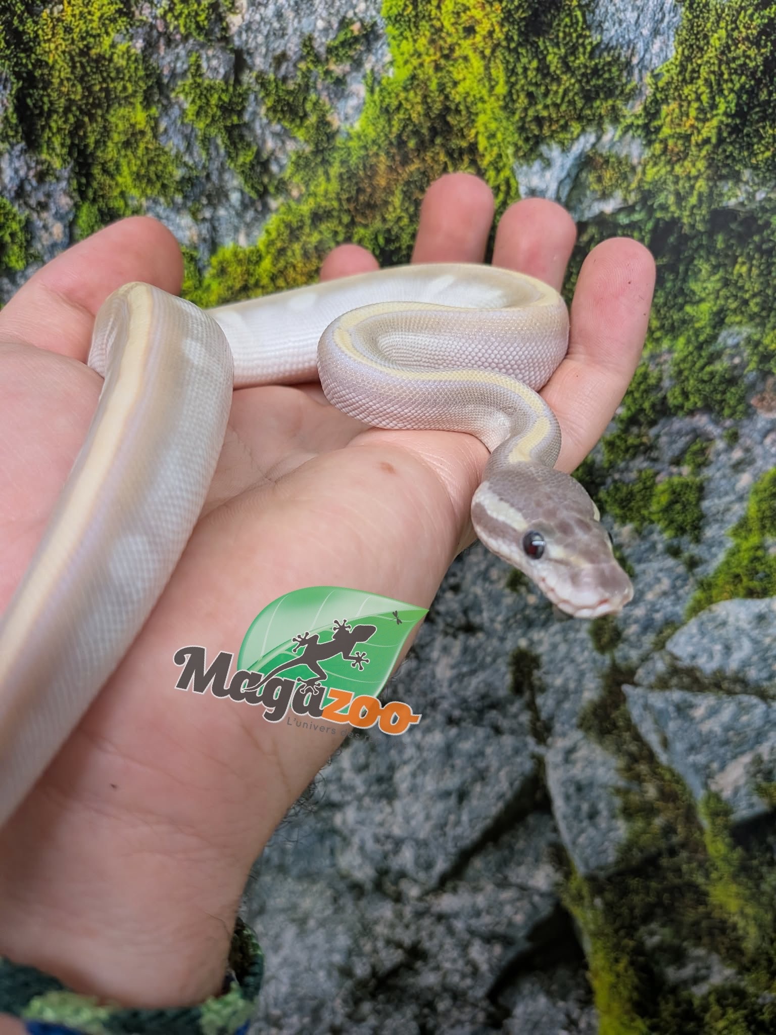 Magazoo Purple Passion (Mojave Phantom) Het. Lavender Albino (50% pos. het. Desert Ghost) Ball Python #3