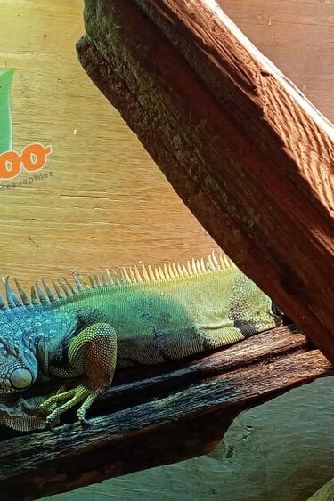Magazoo Female Adulte Green iguana 4 years old / 2nd chance - Adoption