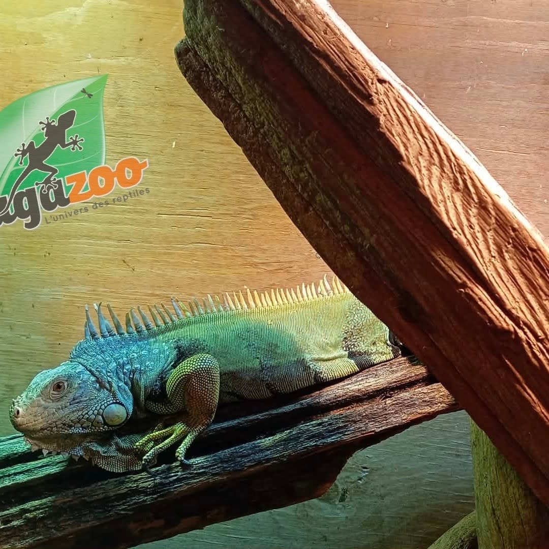 Magazoo Female Adulte Green iguana 4 years old / 2nd chance - Adoption