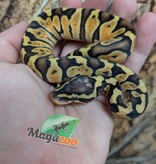 Magazoo Python royal Enchi Pastel Het. Lavender Albino (50% pos. het. Desert Ghost)