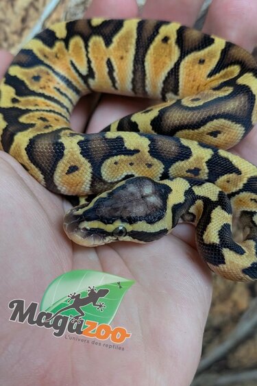 Magazoo Python royal Enchi Pastel Het. Lavender Albino (50% pos. het. Desert Ghost)