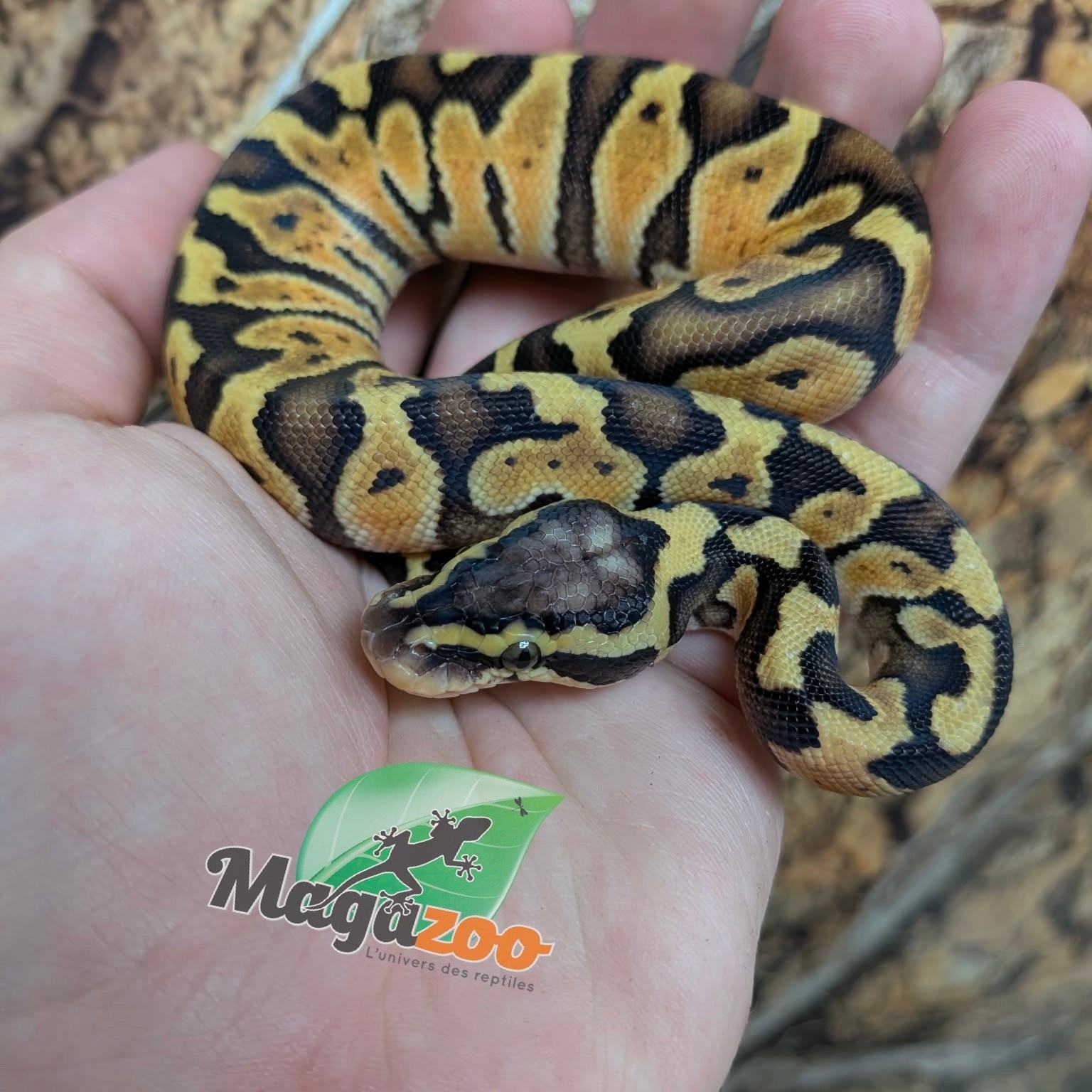 Magazoo Enchi Pastel Het Lavender Albino (50% pos. het. Desert Ghost) Ball Python