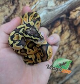 Magazoo Enchi Pastel Het Lavender Albino (50% pos. het. Desert Ghost) Ball Python