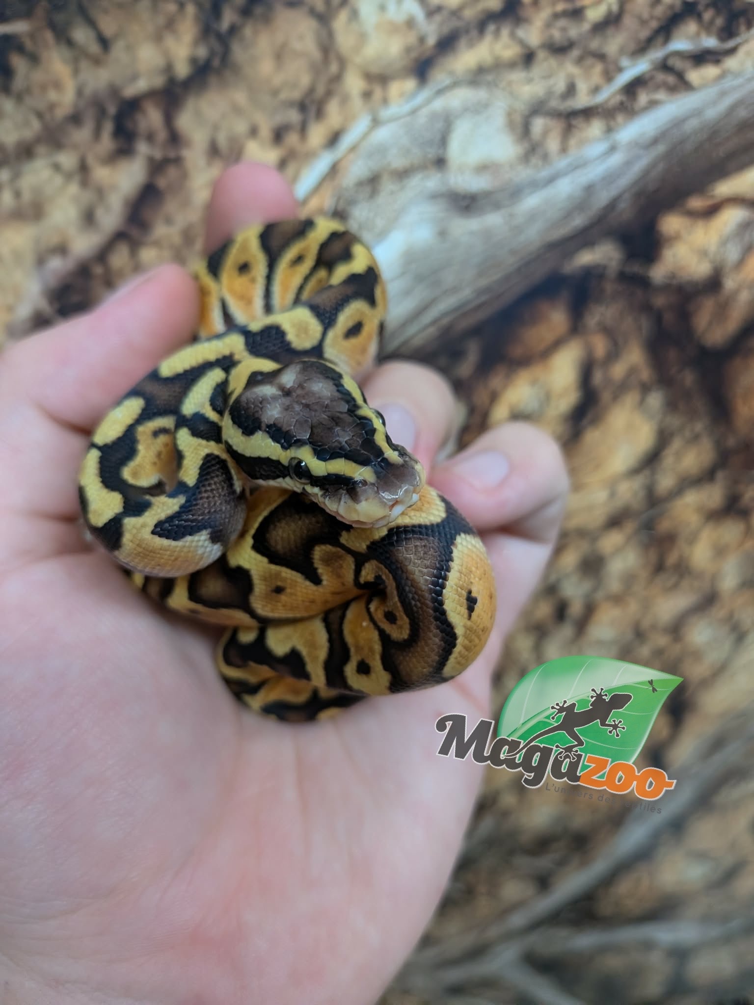 Magazoo Python royal Enchi Pastel Het. Lavender Albino (50% pos. het. Desert Ghost)