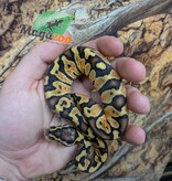 Magazoo Python royal Enchi Pastel Het. Lavender Albino (50% pos. het. Desert Ghost)