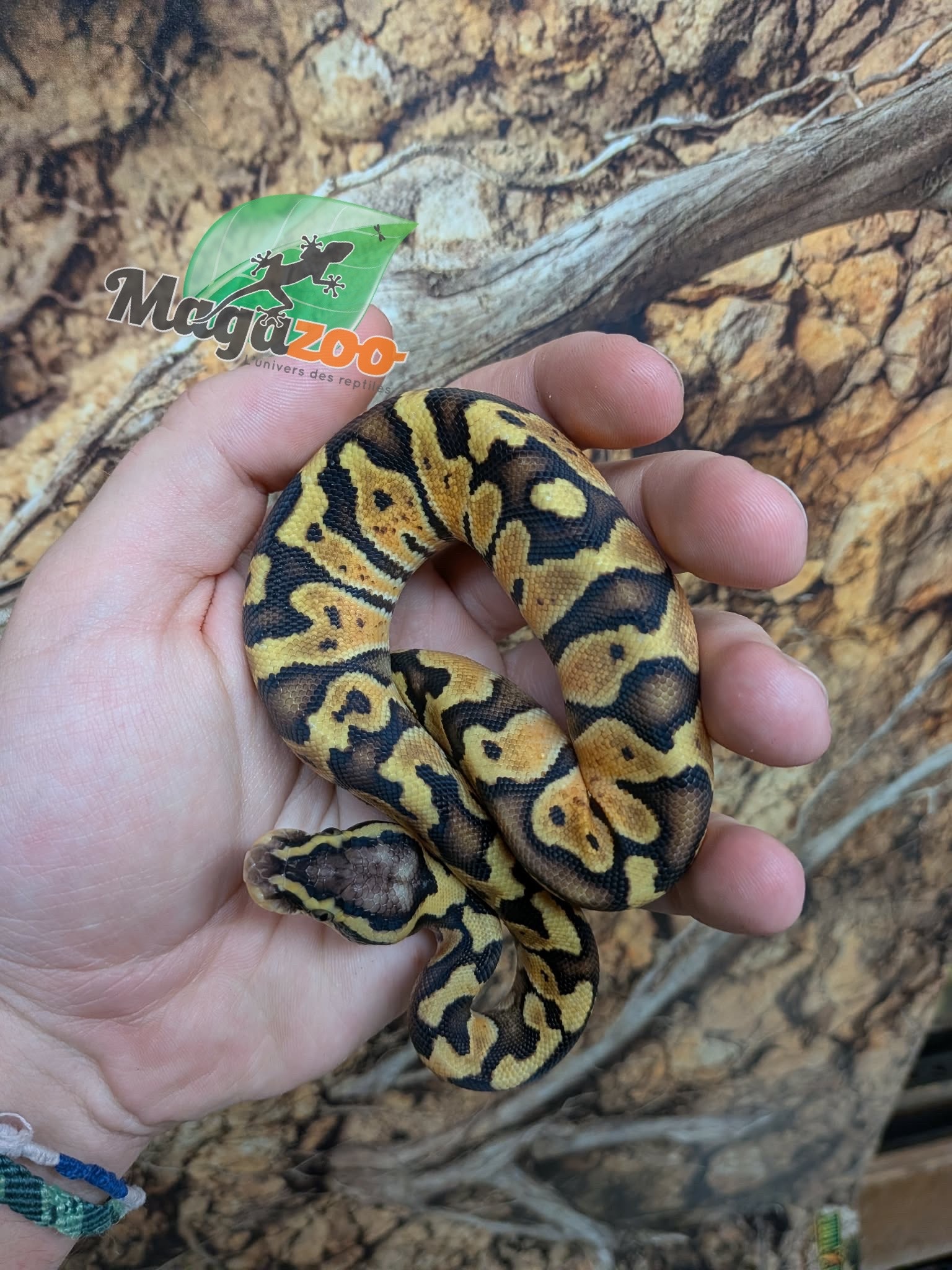 Magazoo Python royal Enchi Pastel Het. Lavender Albino (50% pos. het. Desert Ghost)