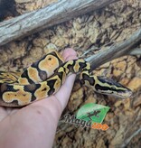 Magazoo Python royal Enchi Pastel Het. Lavender Albino (50% pos. het. Desert Ghost)