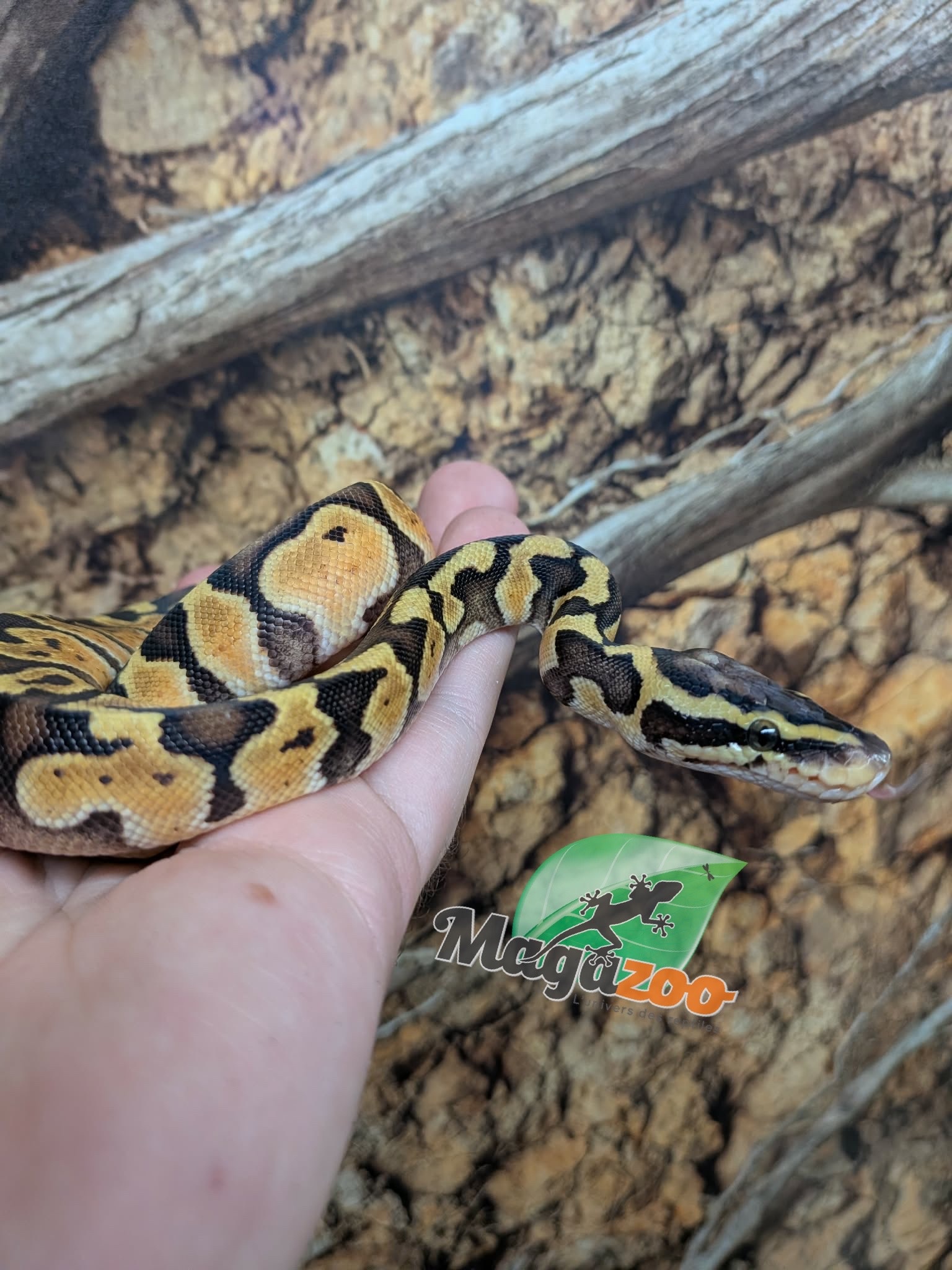 Magazoo Enchi Pastel Het Lavender Albino (50% pos. het. Desert Ghost) Ball Python