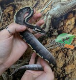 Magazoo GHI Mojave Het. Lavender Albino (50% pos. het. Desert Ghost) Ball Python