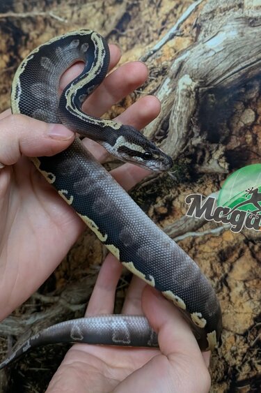 Magazoo Python royal GHI Mojave Het. Lavender Albino (50% pos. het. Desert Ghost)