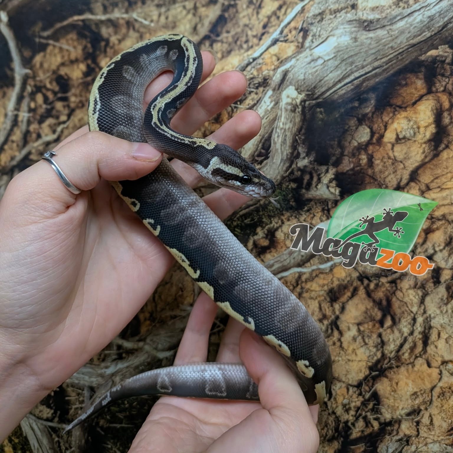 Magazoo GHI Mojave Het. Lavender Albino (50% pos. het. Desert Ghost) Ball Python