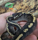 Magazoo GHI Mojave Het. Lavender Albino (50% pos. het. Desert Ghost) Ball Python