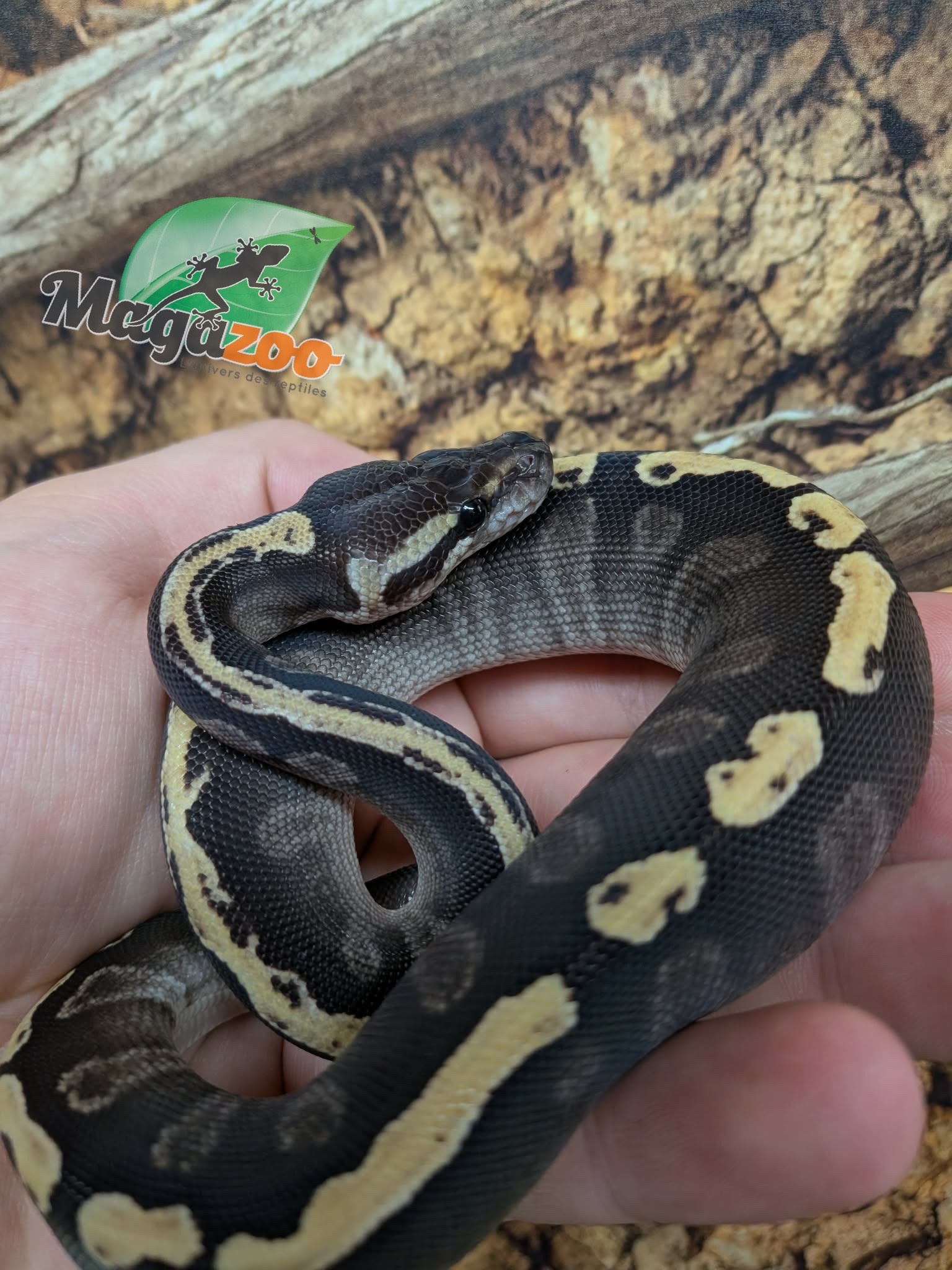 Magazoo GHI Mojave Het. Lavender Albino (50% pos. het. Desert Ghost) Ball Python