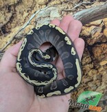 Magazoo Python royal GHI Mojave Het. Lavender Albino (50% pos. het. Desert Ghost)