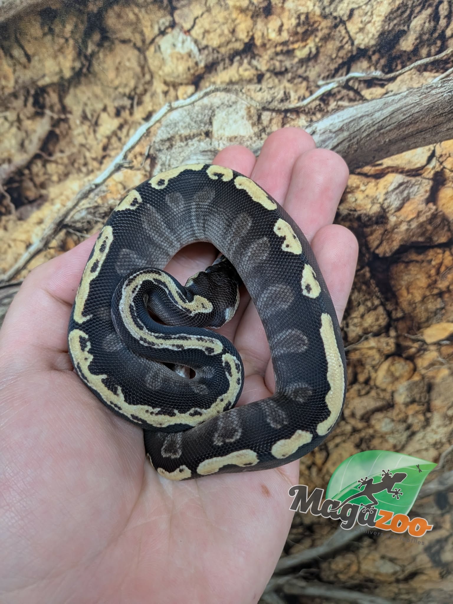 Magazoo GHI Mojave Het. Lavender Albino (50% pos. het. Desert Ghost) Ball Python