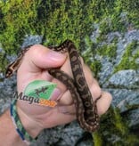 Magazoo Baby Carpet Coastal python 'Coastal x diamond' #5 (July 2026)