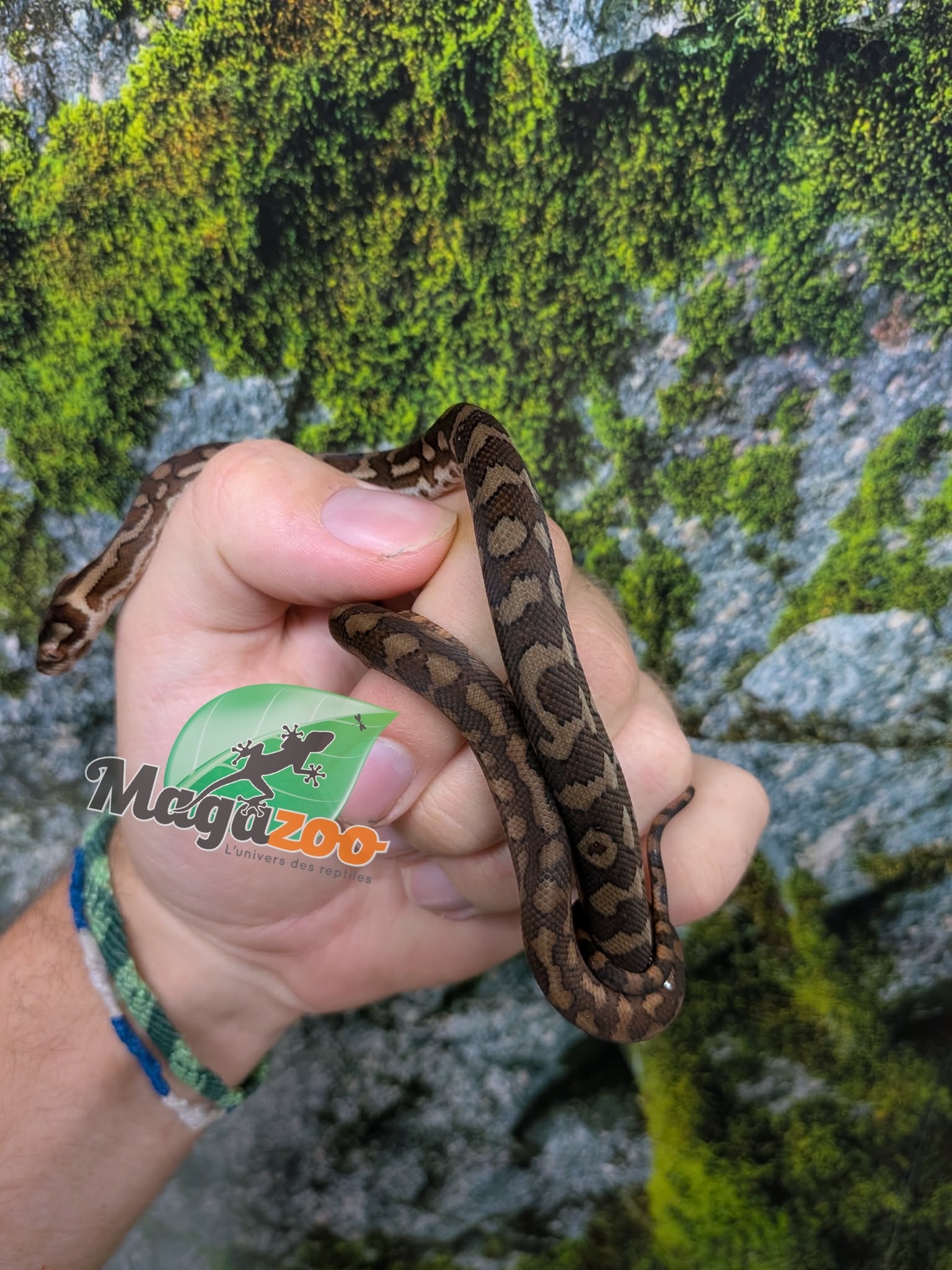 Magazoo Baby Carpet Coastal python 'Coastal x diamond' #5 (July 2026)