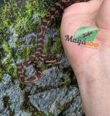 Magazoo Python tapis 'Coastal x diamond' Bébé #5 (Juillet 2026)