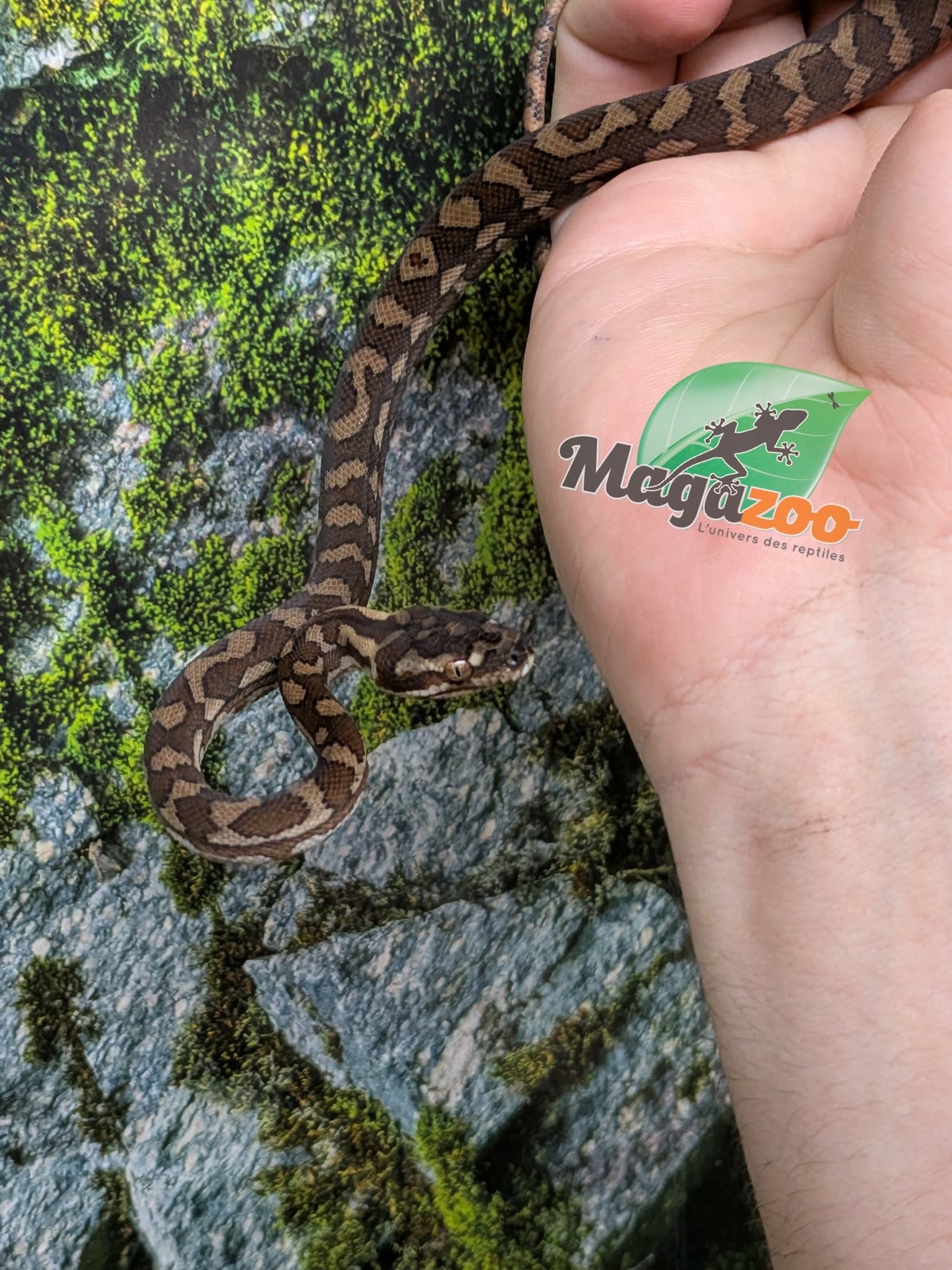 Magazoo Python tapis 'Coastal x diamond' Bébé #5 (Juillet 2026)