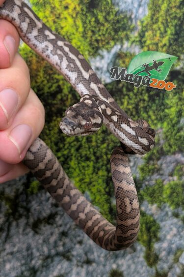 Magazoo Baby Carpet Coastal python 'Coastal x diamond' #4 (July 2026)