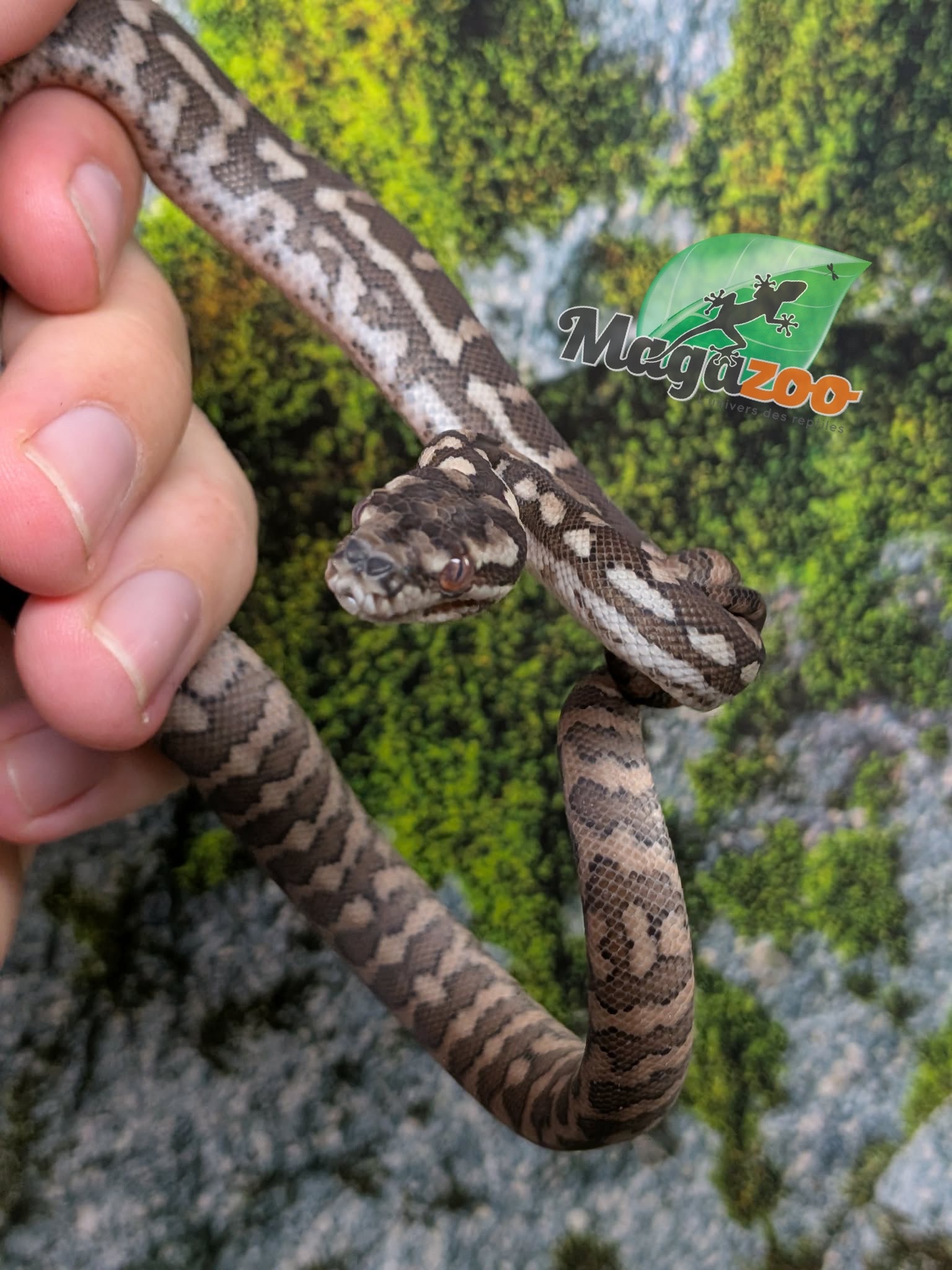 Magazoo Baby Carpet Coastal python 'Coastal x diamond' #4 (July 2026)