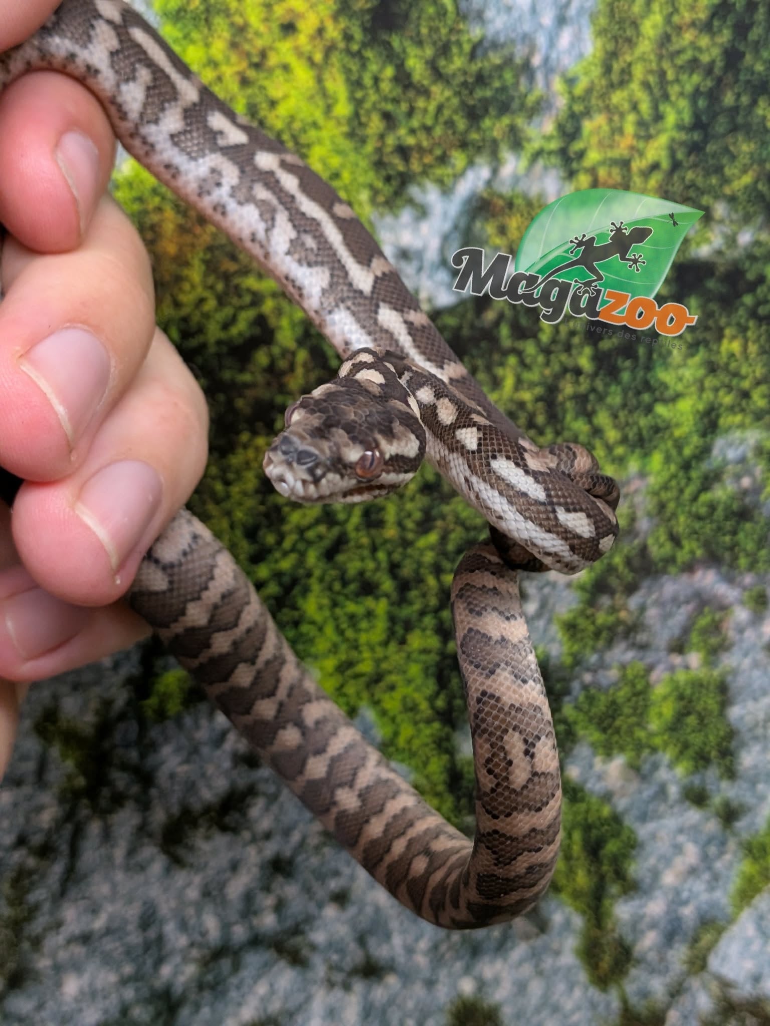 Magazoo Python tapis 'Coastal x diamond' Bébé #4 (Juillet 2026)